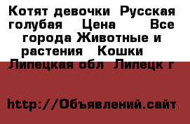 Котят девочки “Русская голубая“ › Цена ­ 0 - Все города Животные и растения » Кошки   . Липецкая обл.,Липецк г.